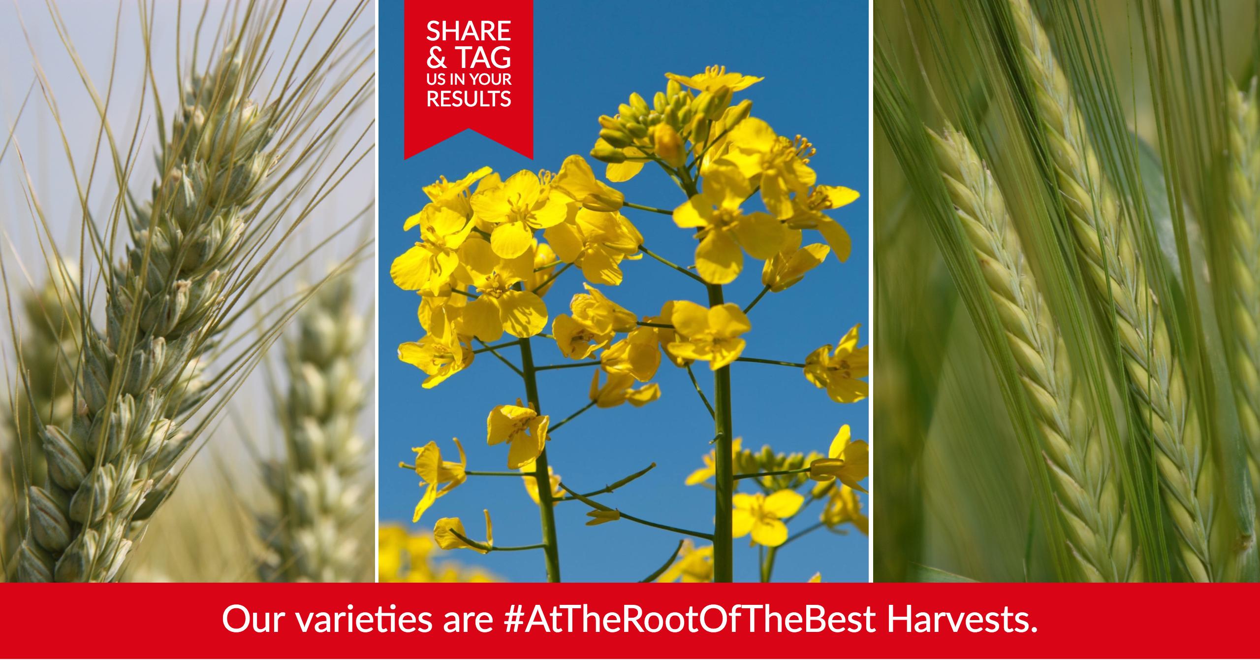 Harvest campaign
